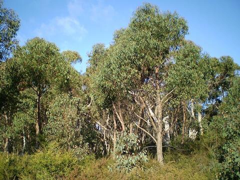 Eucalyptus_olida_woodland1