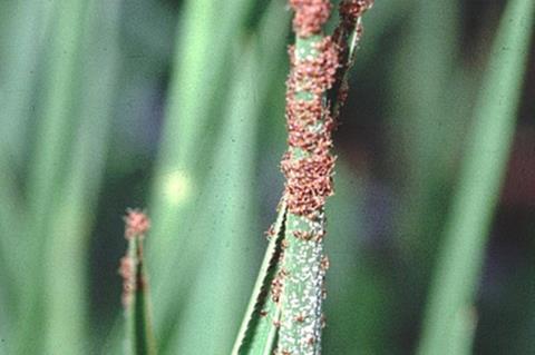 500px-Rhipicephalus-microplus-larvae-questing