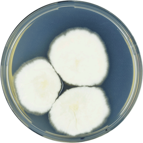 Aspergillus_latus_cya