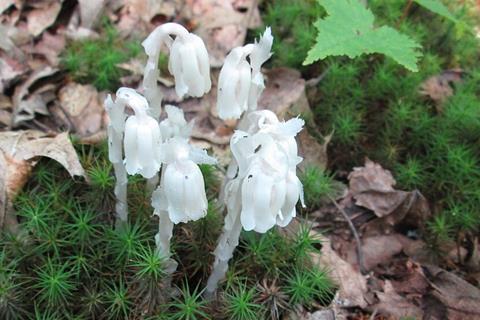 Monotropa_uniflora_Summer_2013