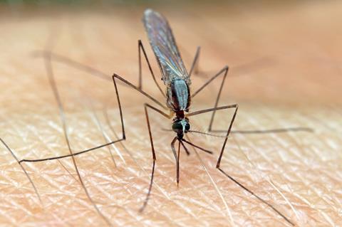 mosquito-5549463_1280