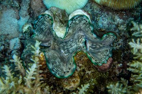 Giant clams