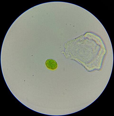 Tetraselmis_suecica_01