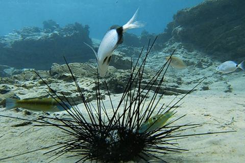 Low-Res_3. Fish feeding on a dying urchin in the Mediterranean Sea.jpg