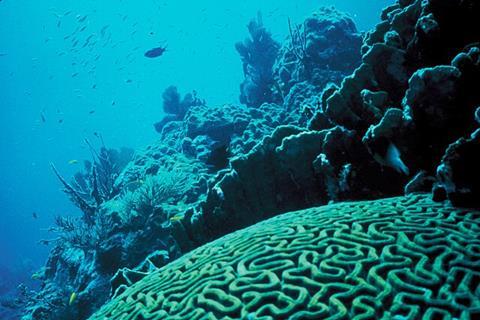 Coral_Reef