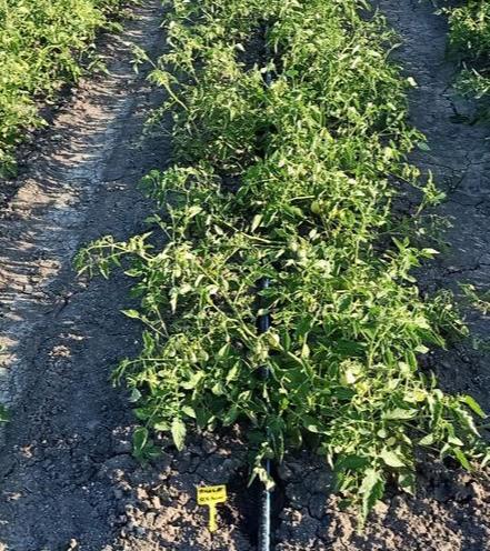 Low-Res_Tomato Plant Trials