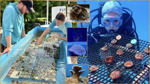 Low-Res_university-of-miami-partners-awarded-16-million-dollar-noaa-grant-for-groundbreaking-coral-restoration-project-940x529