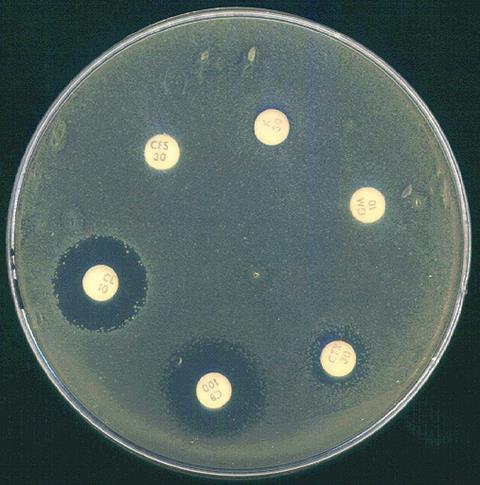 Ab_Acinetobacter_B_1