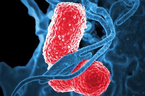 Klebsiella pneumoniae