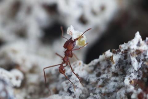 Lemom leafcutter ants