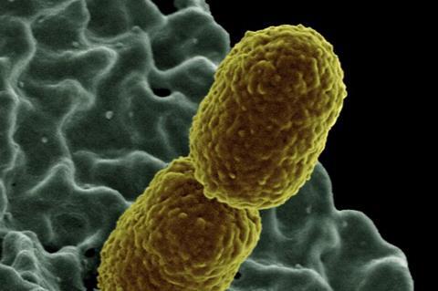 Klebsiella_pneumoniae_Bacterium_(13383411493)