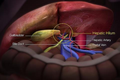 3D medical illustration showing hepatic hilum,hepatic artery, portal vein.