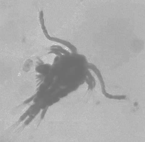 Zooplankton-utep