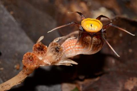 Low-Res_Thismia malayana_photo by Siti-Munirah MY_frim