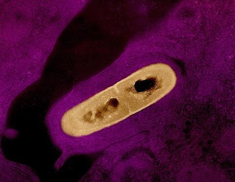 Listeria_Bacterium_01 (1)