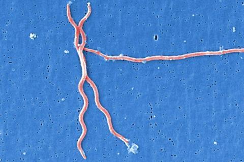 Lyme_disease_parasite_Borrelia_burgdorferi