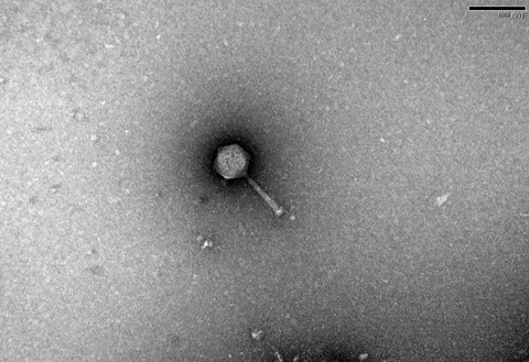 EmmiPhage1