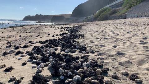 Low-Res_2. Sea urchin mortalities on Reunion Island