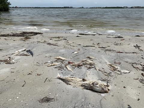 Fish kill caused by red tide - Credit - Jean Lim - USF