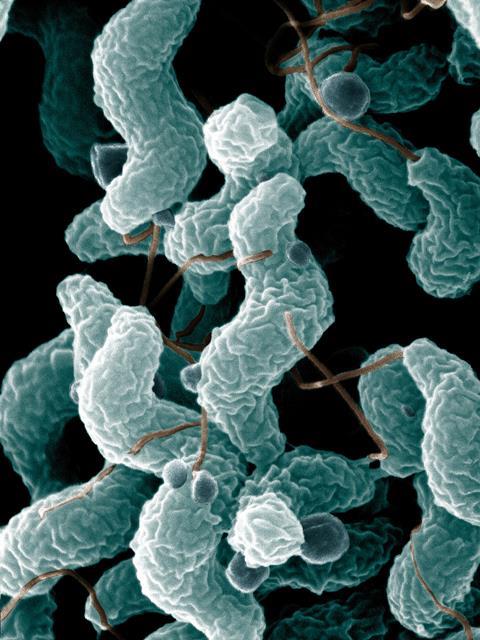 </i>Campylobacter jejuni</i>