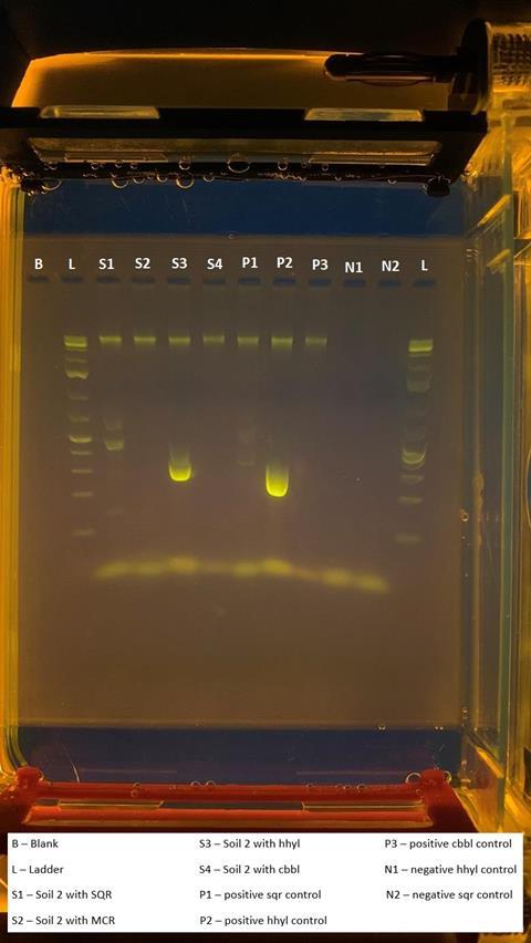 Annotated gel 2