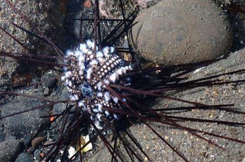 Low-Res_1. Infected sea urchin on Reunion Island