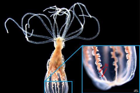 Low-Res_polyp
