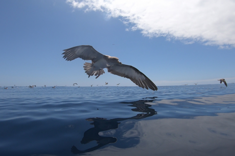 Low-Res_Corys Shearwaters foraging.jpg