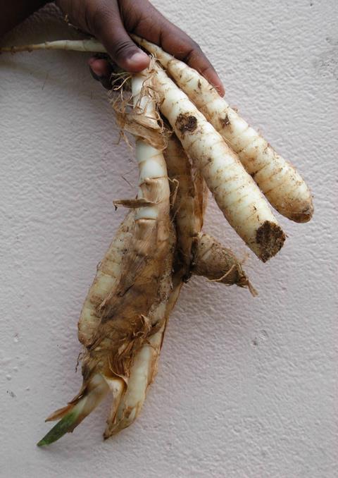 Arrowroot tuber