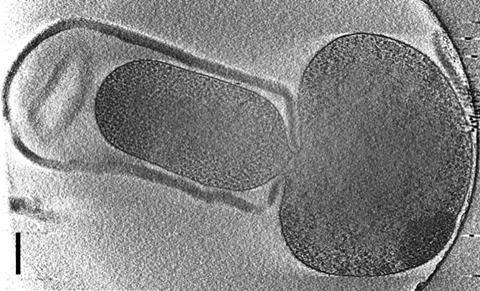 listeria_dormance