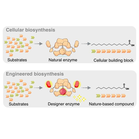 Low-Res_Biosynthesis_LehmannGrininger_EN_square