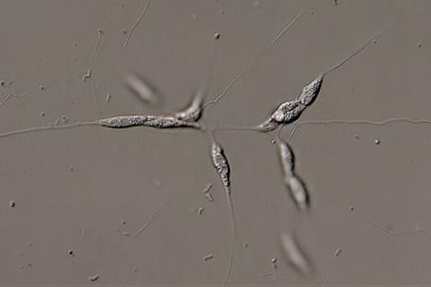 Protist_labyrinthula_1000_Maple_Ferryman