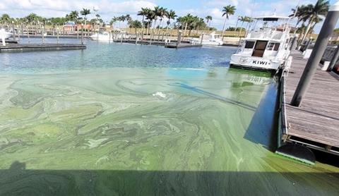Low-Res_Algae_sample