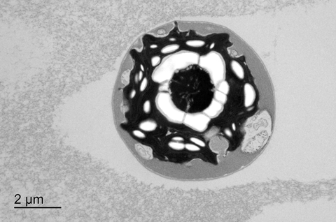 Veac102fS2Bbtm-TEM_of_Chlamydomonas_reinhardtii_CC-3268_cells