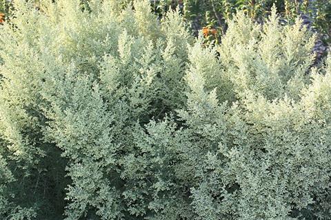 800px-Artemisia_afra_-_Wildeals_-_medicinal_plants_of_Cape_Town_2