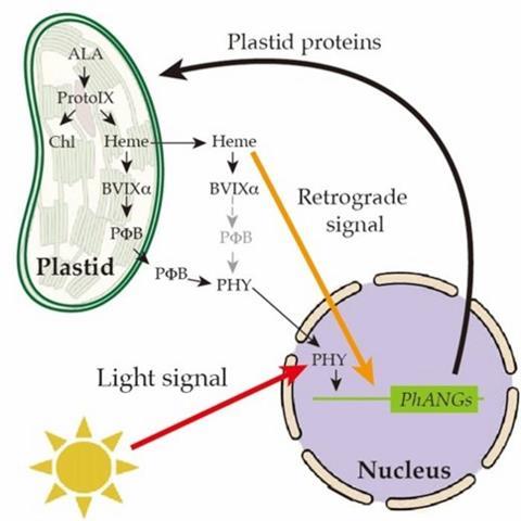 Low-Res_Interaction of heme retrograde and phytochrome light signaling in plant cells