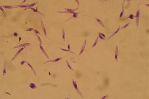 Leishmania_major_promastigotes