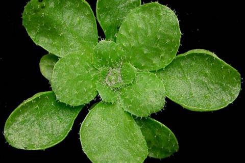Arabidopsis_thaliana_rosette