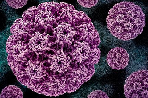 Human_Papillomavirus_(HPV)