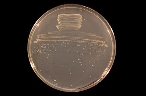 Bradyrhizobium_diazoefficiens_USDA_110_on_TY_agar