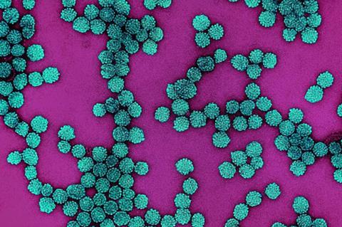 Colorized electron micrograph of HPV virus particles (teal) harvested and purified from cell culture supernatant.