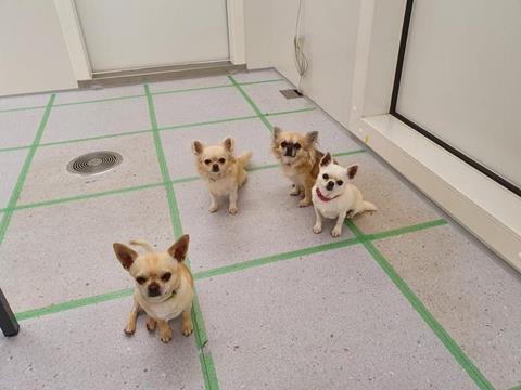 Low-Res_030326PetAirEmissions_small