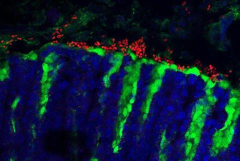 The fungus <i>Kazachstania pinolopesii</i> shown to be present in the mucus of the mouse stomach