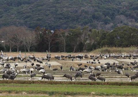 Low-Res_wild crane colony