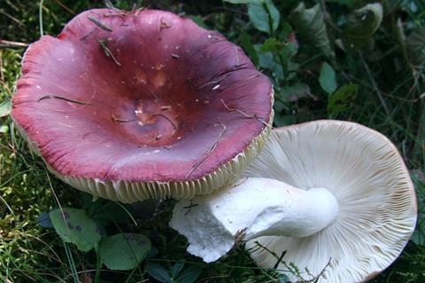 799px-Russula_vinosa