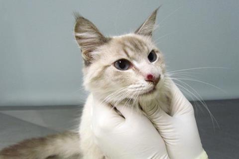 Cat sporotrichosis