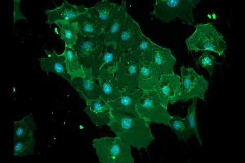 Low-Res_Cell image resized for newsroom