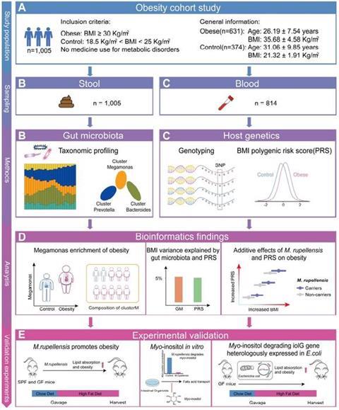 Low-Res_BGI Genomics Obesity Gut Microbiota