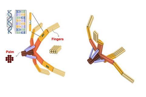 Inspired by the human hand or bird claws, the NanoGripper has four fingers and a palm, all folded from one piece of DNA.