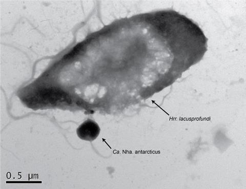 Low-Res_Archaea